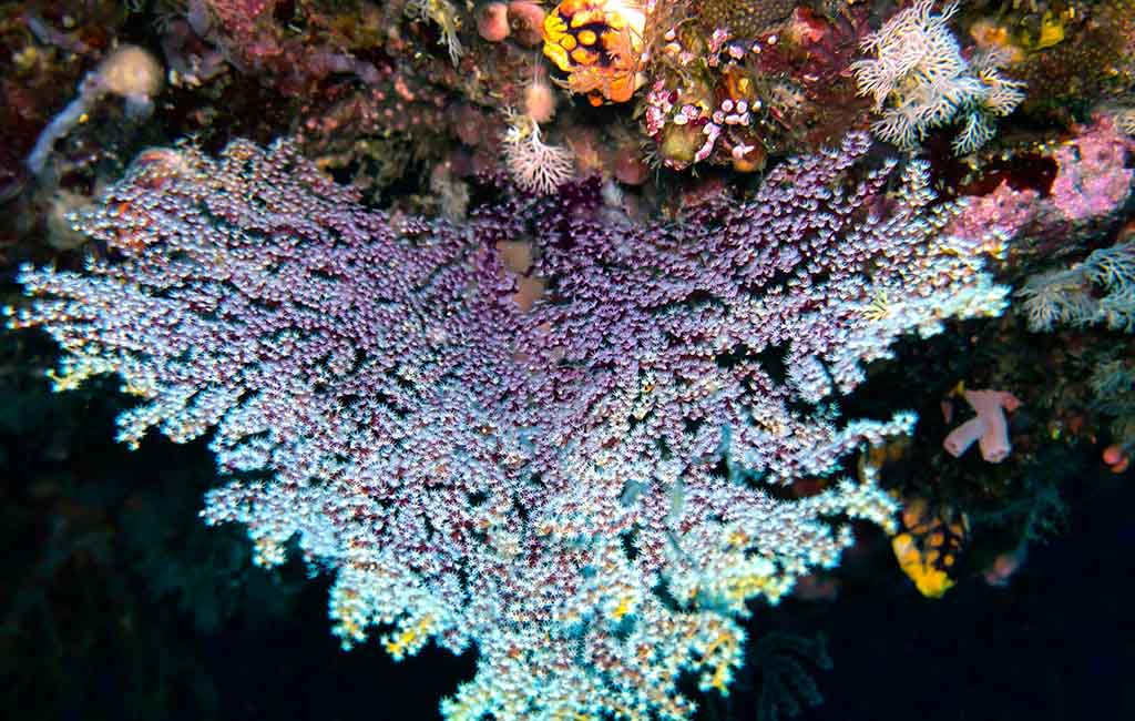 LPS Corals You Can Add