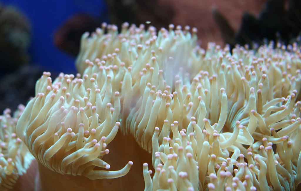 how many LPS corals