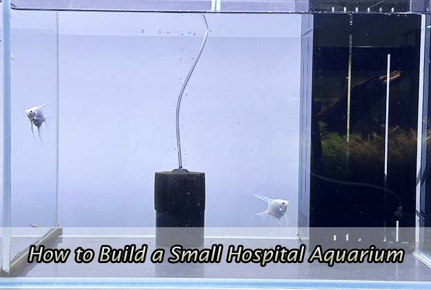 How to Build a Small Hospital Aquarium