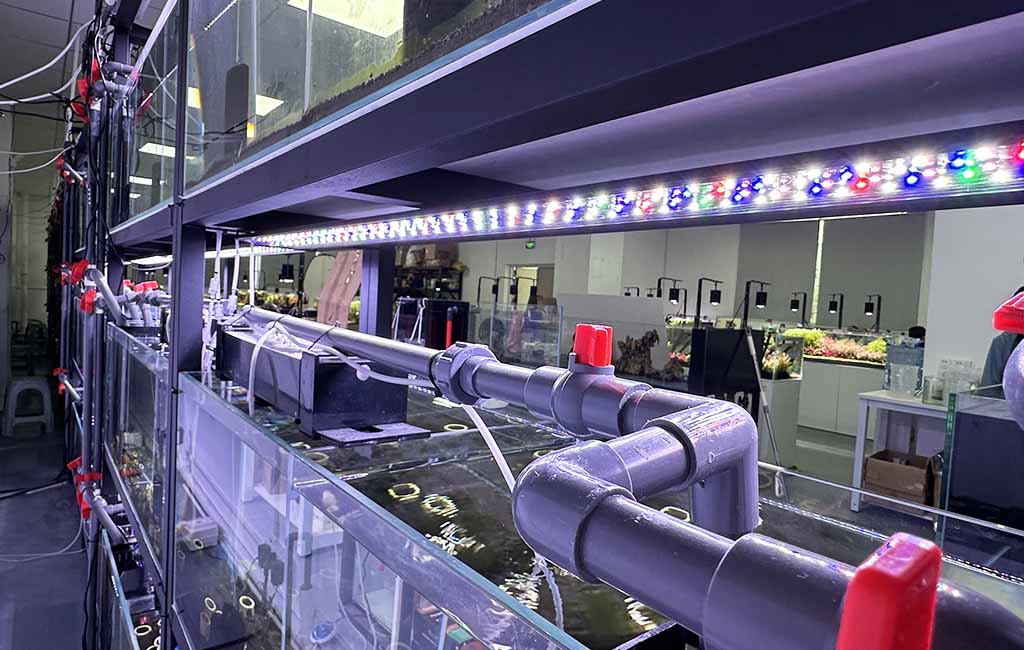 multiple fish tanks