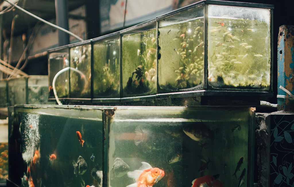 how to connect 3 tanks