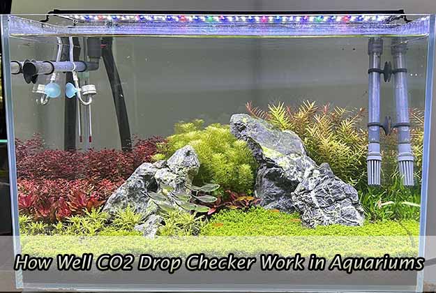 How Well CO2 Drop Checker Work in Aquariums
