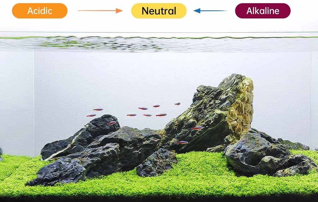 activated carbon aquarium