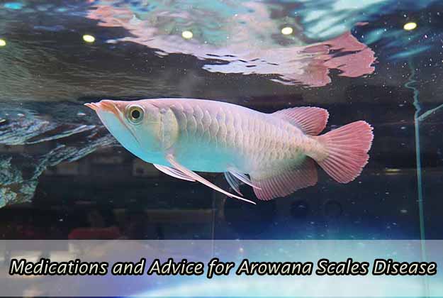 Medications and Advice for Arowana Scales Disease