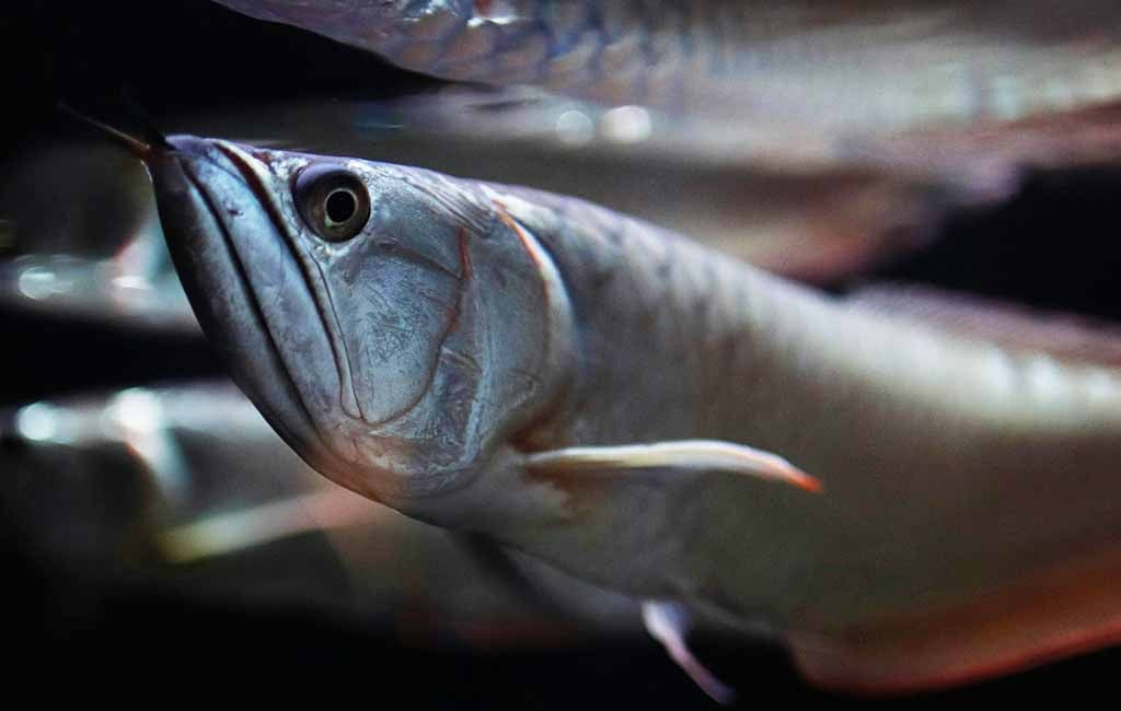 The Symptom of Arowana Scales