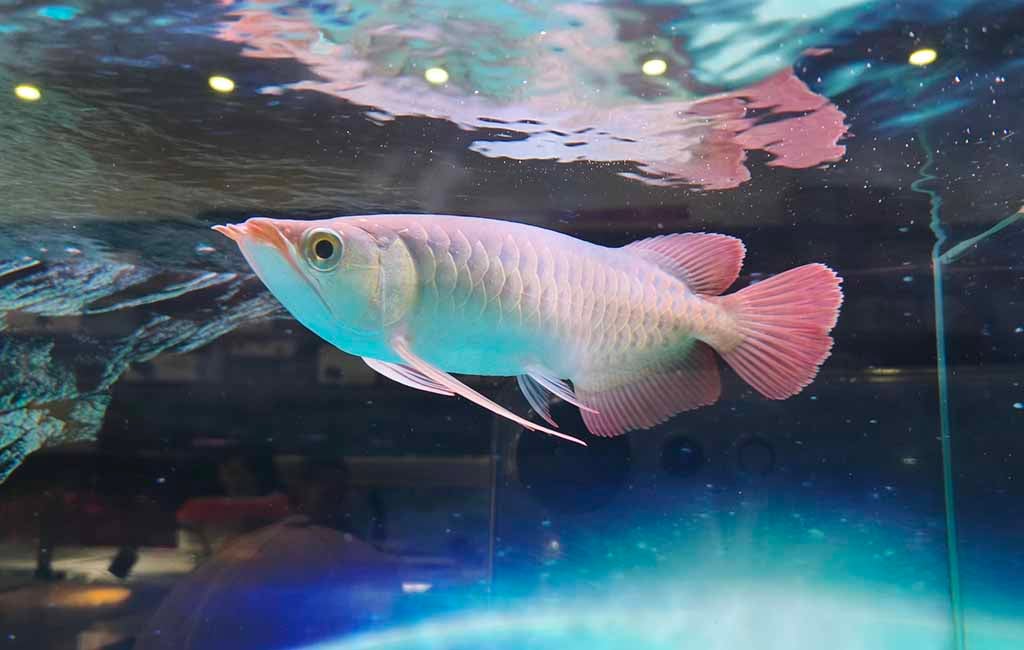 will arowana scales grow back