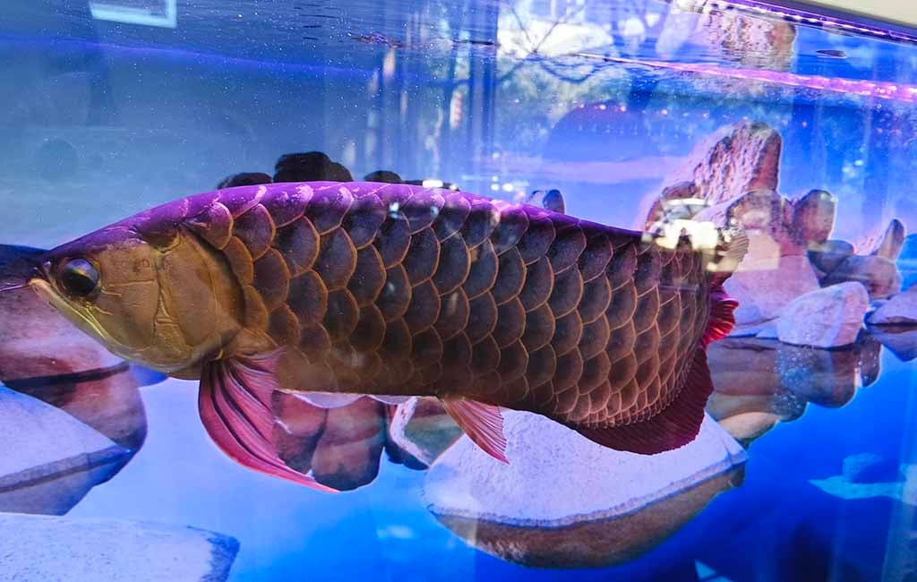 arowana scales disease