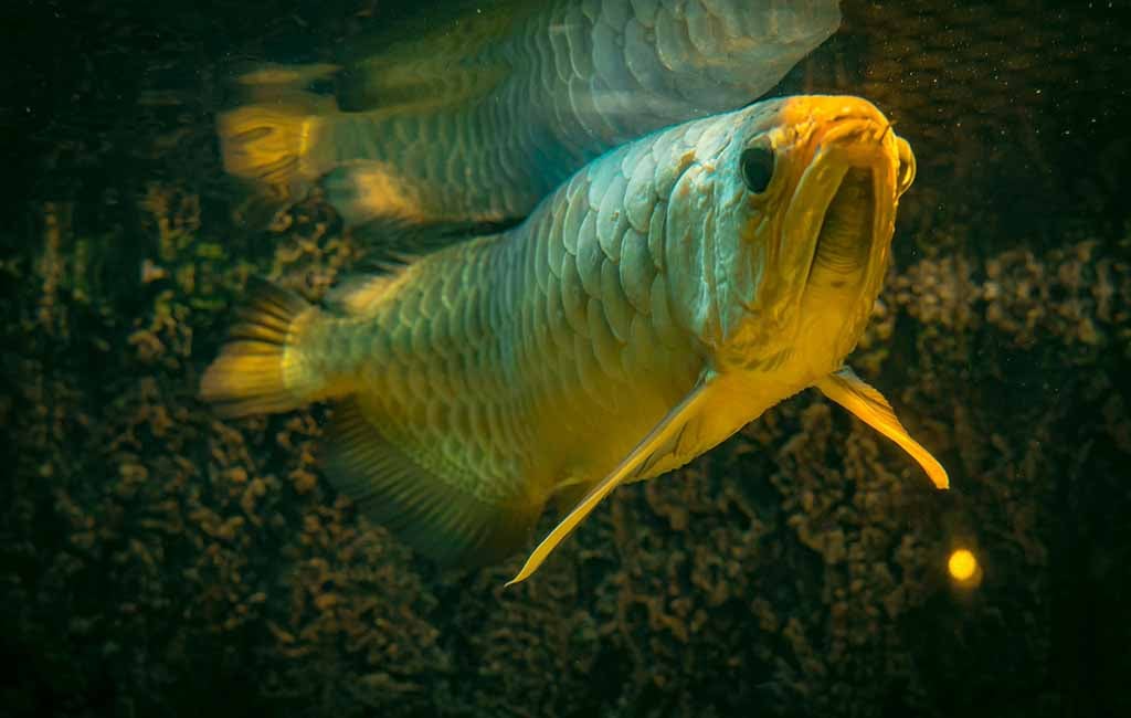 Arowana Tank Water Parameters