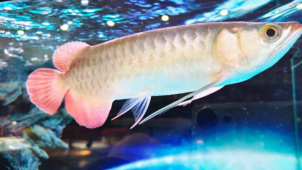 Advice for Arowana Scales Disease