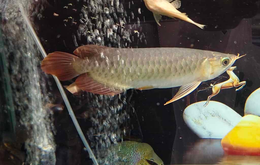Keep Good Water Quality for Arowana
