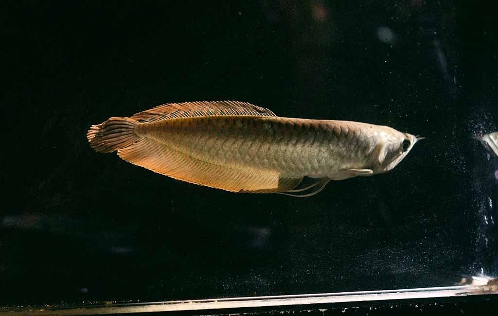 arowana decaying scales