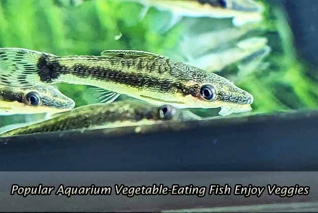 Popular Aquarium Vegetable-Eating Fish Enjoy Veggies