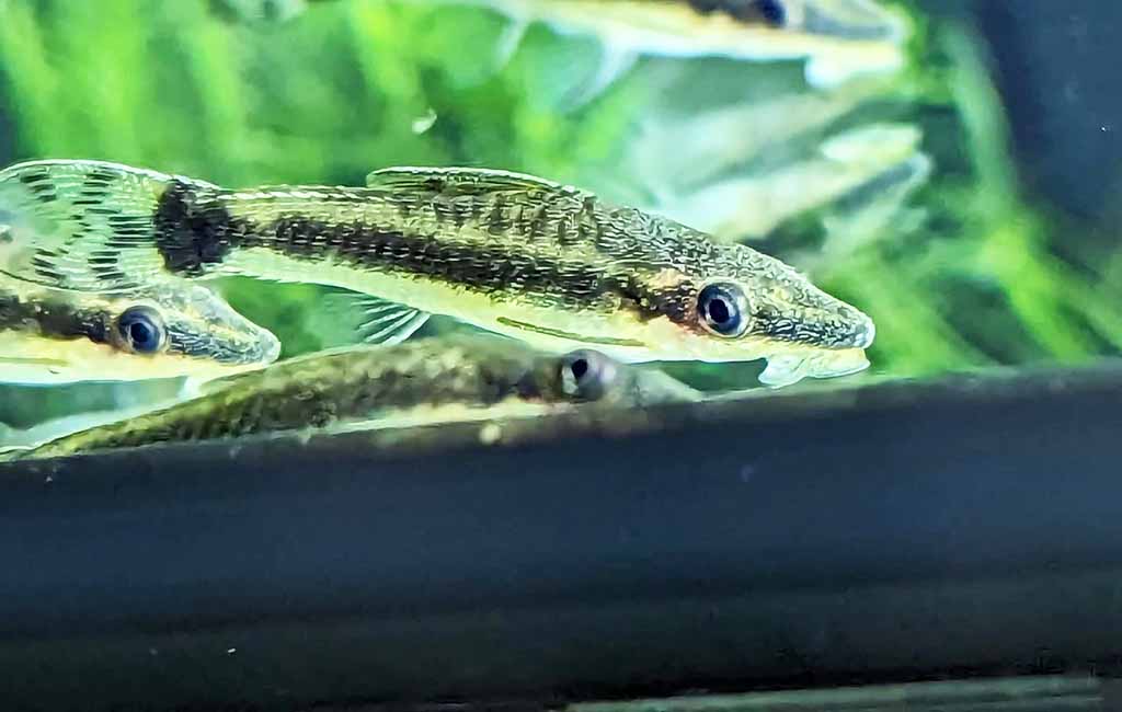 vegetable-eating fish