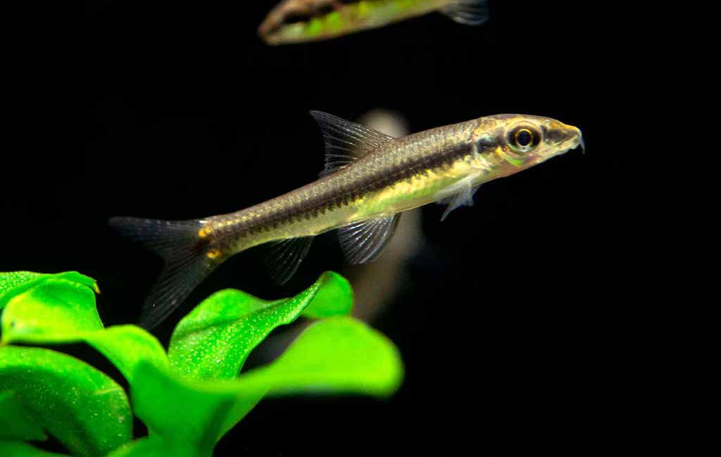 Vegetable-Eating Fish Species