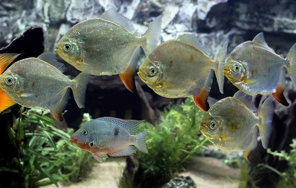 herbivore fish