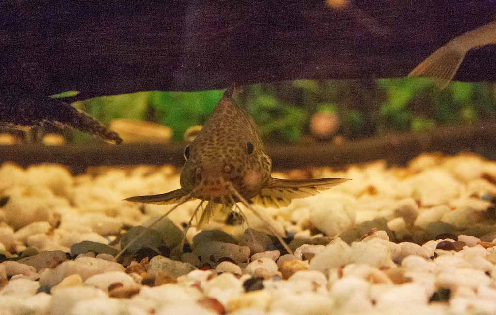 Vegetables to Feed Herbivore Fish