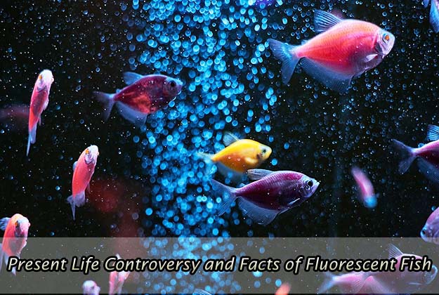 Present Life Controversy and Facts of Fluorescent Fish