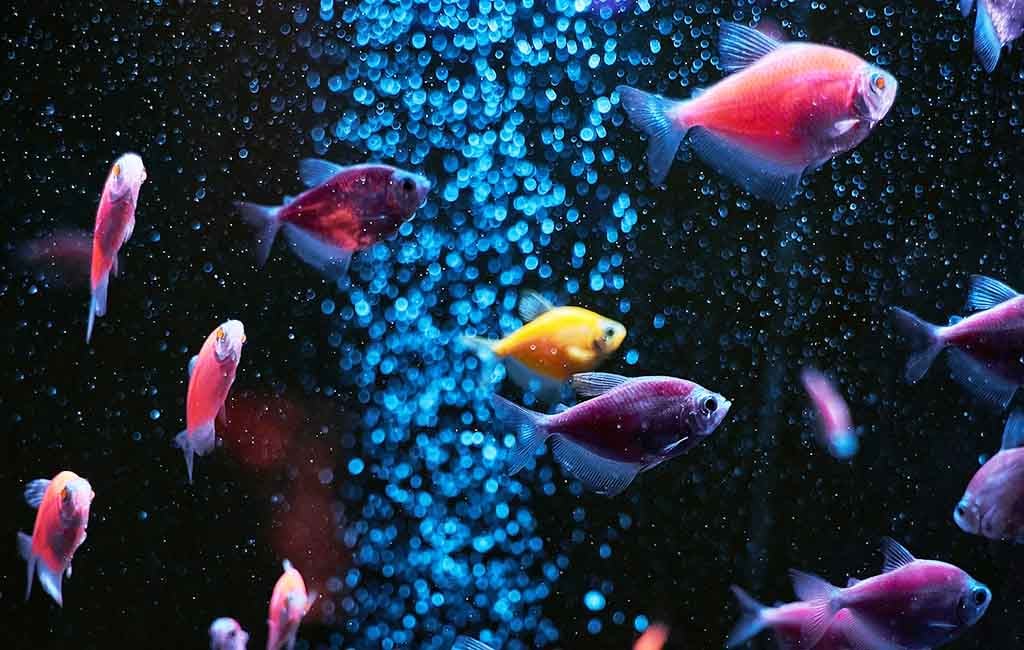 glofish 