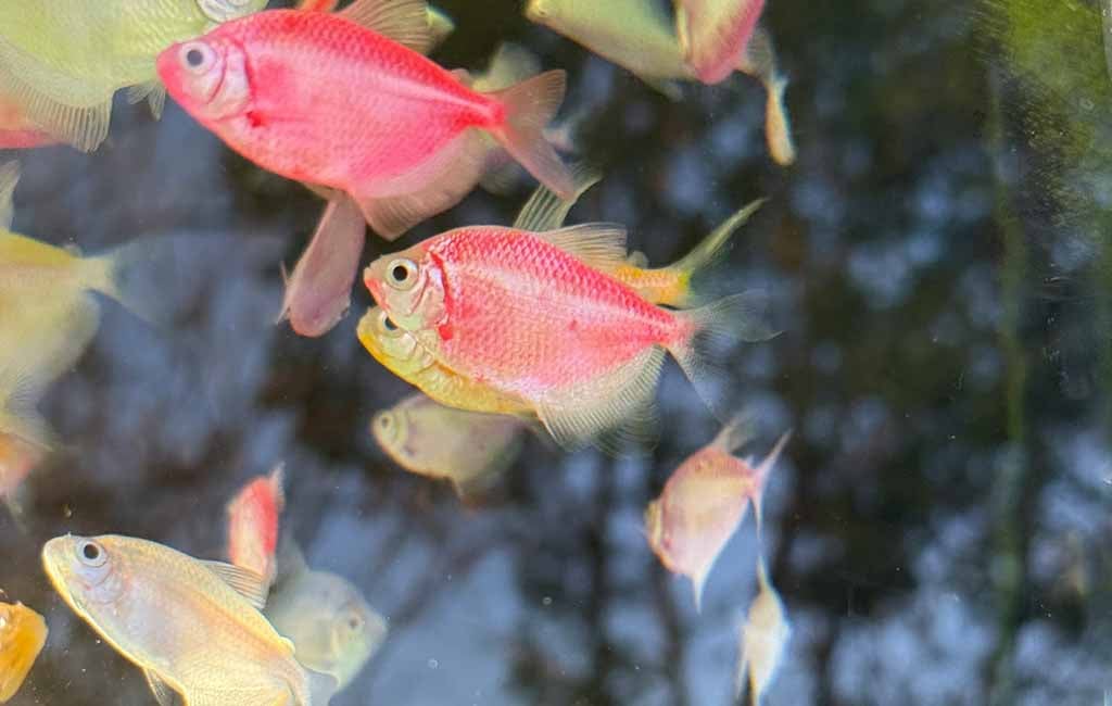fluorescent fish