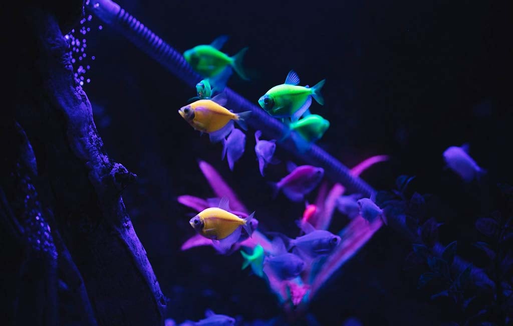 facts of fluorescent fish