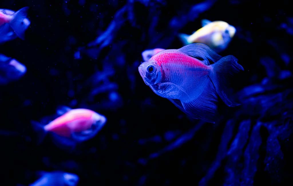 Think of Fluorescent Fish