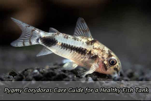 Pygmy Corydoras Care Guide for a Healthy Fish Tank