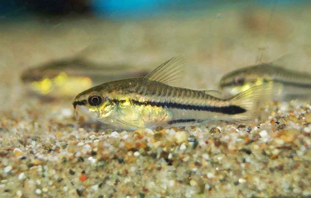 pygmy cory