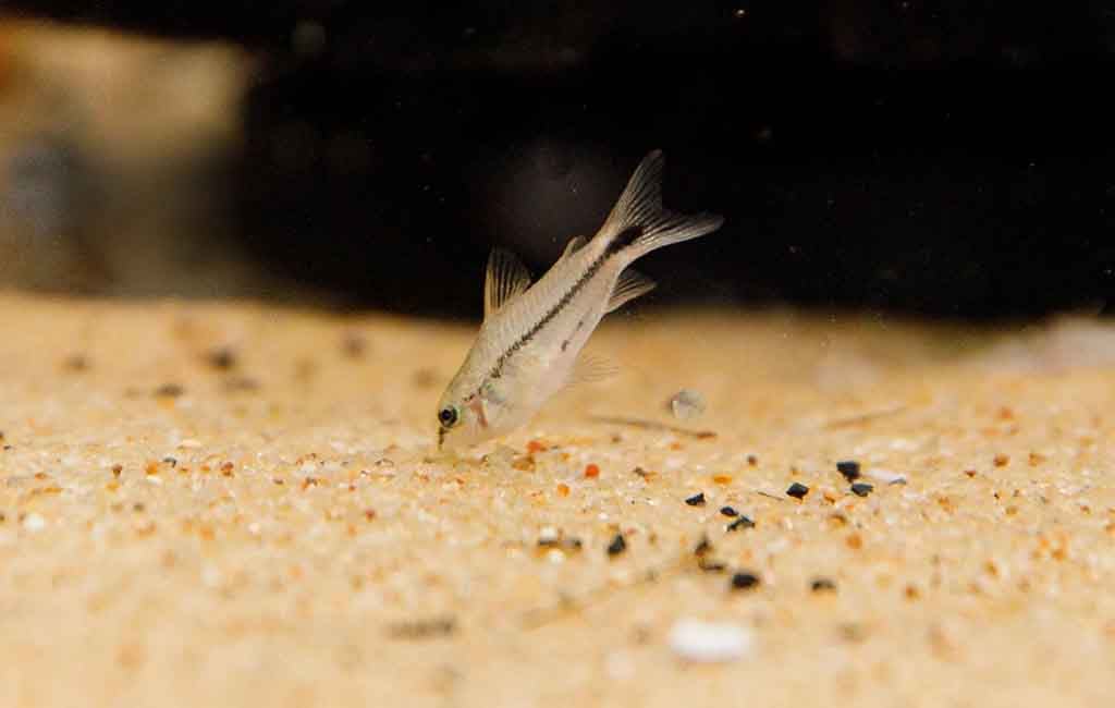 pygmy cory catfish