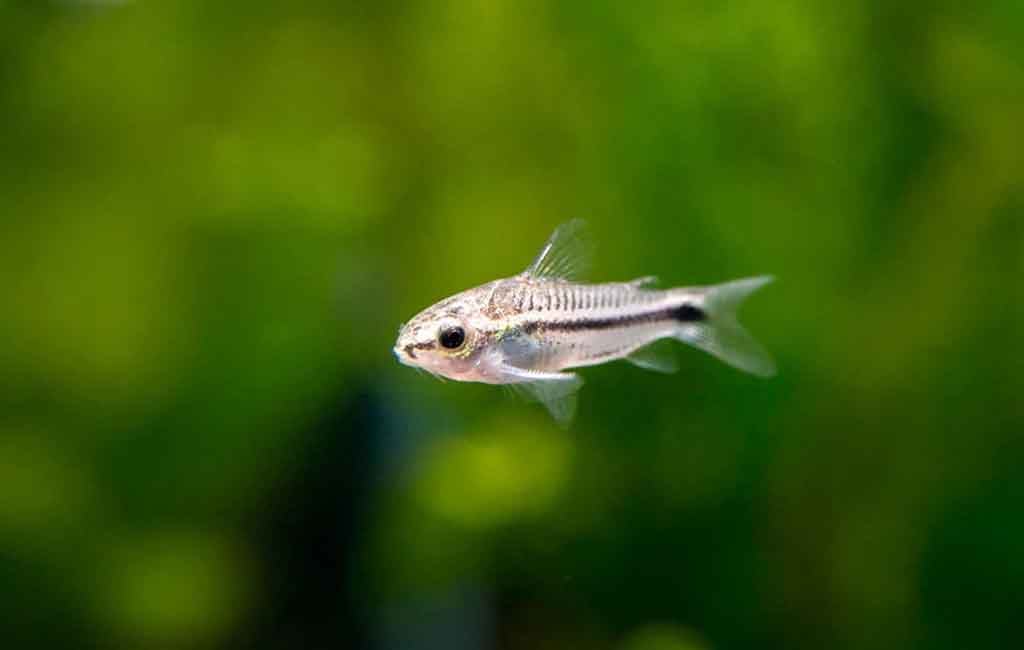 Otocinclus vs Pygmy Cory