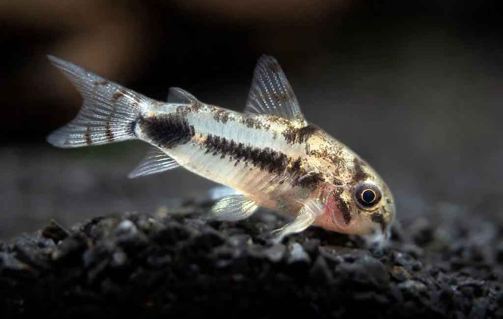 Feed Pygmy Cory