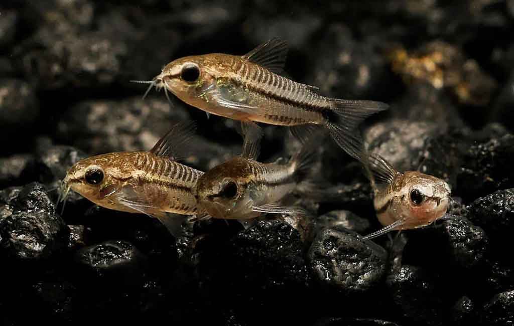 pygmy Cory tank mates