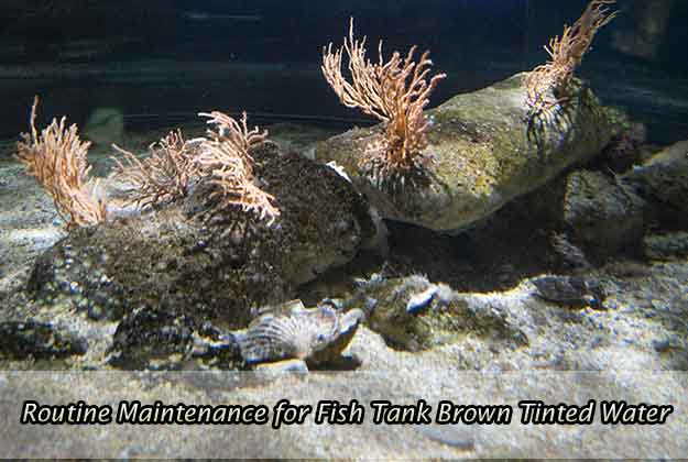 Routine Maintenance for Fish Tank Brown Tinted Water