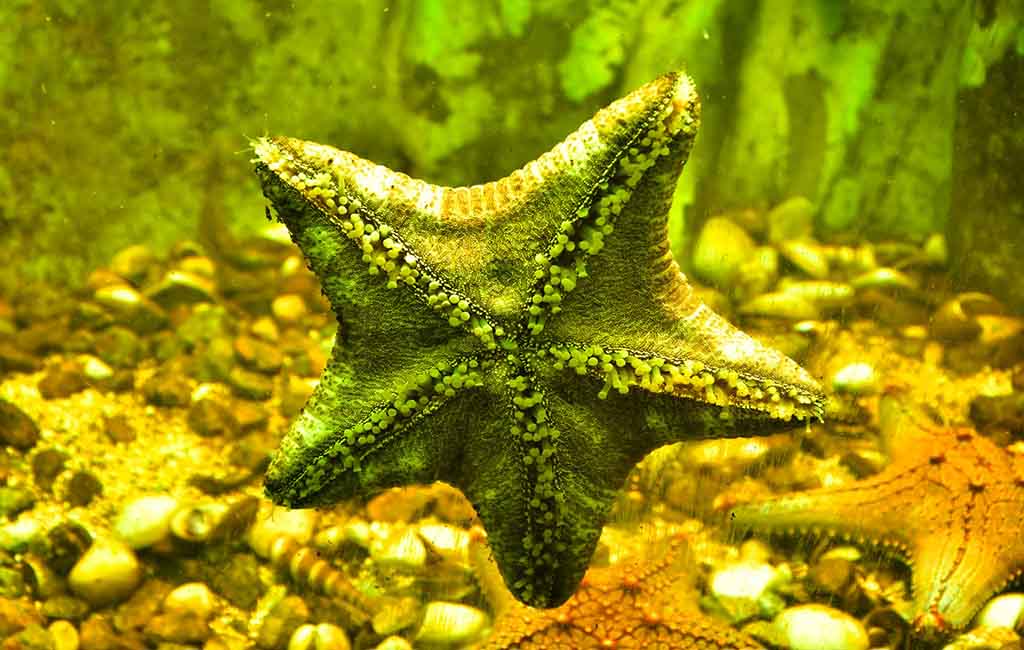 aquarium water brown tint​