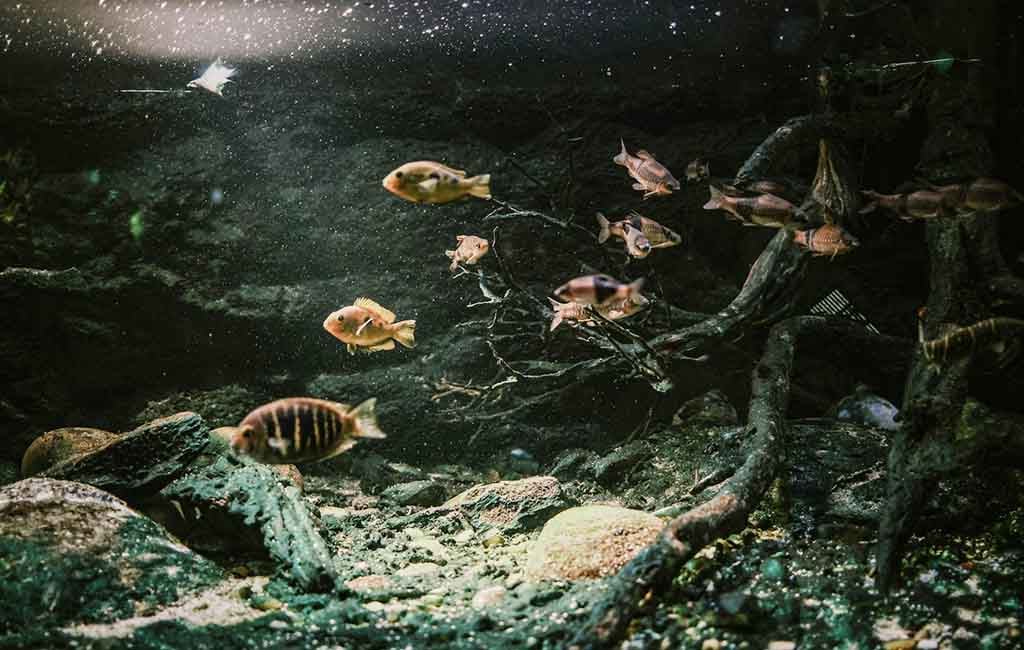 fix aquarium brown water 