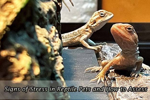 Signs of Stress in Reptile Pets and How to Assess