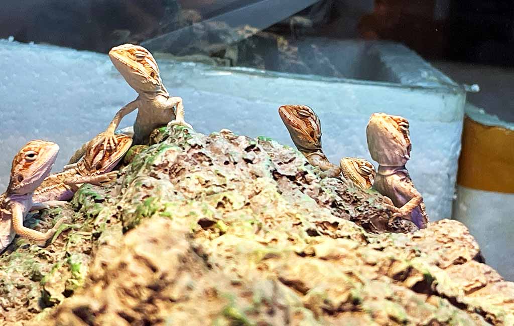 signs of stress in reptiles