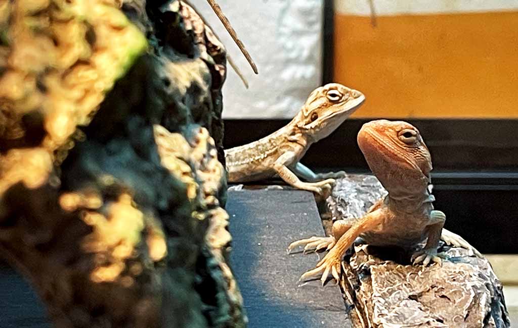 how to assess stress in reptiles