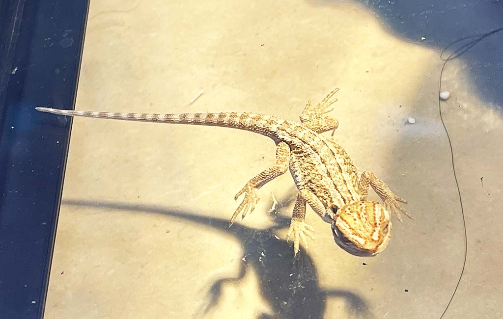 Stressful to Reptiles