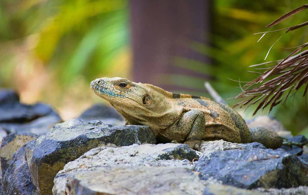 How to Assess Stress in Reptile Pets