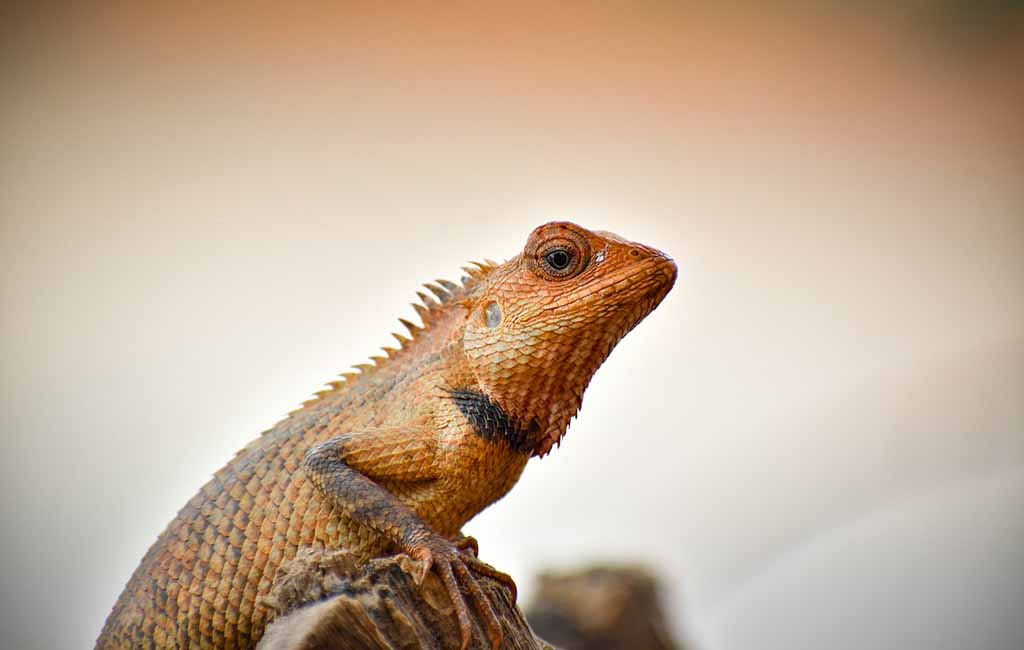 keeping reptiles happy