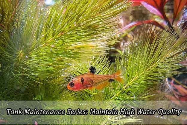 Tank Maintenance Series: Maintain High Water Quality
