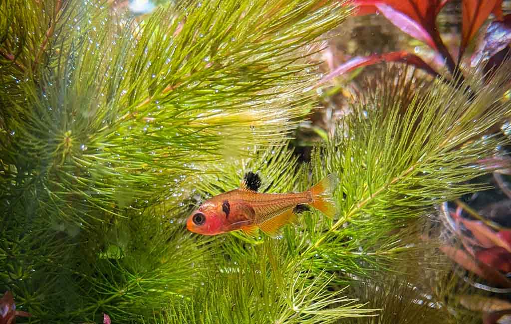 water quality in fish tanks