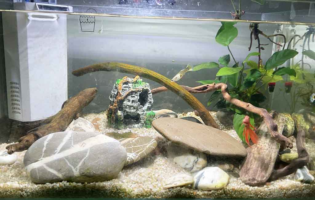 floating debris in fish tank