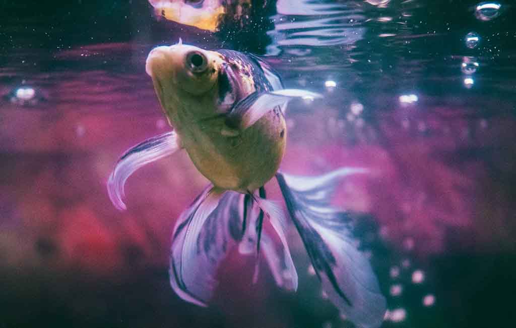 High Water Quality in Aquariums