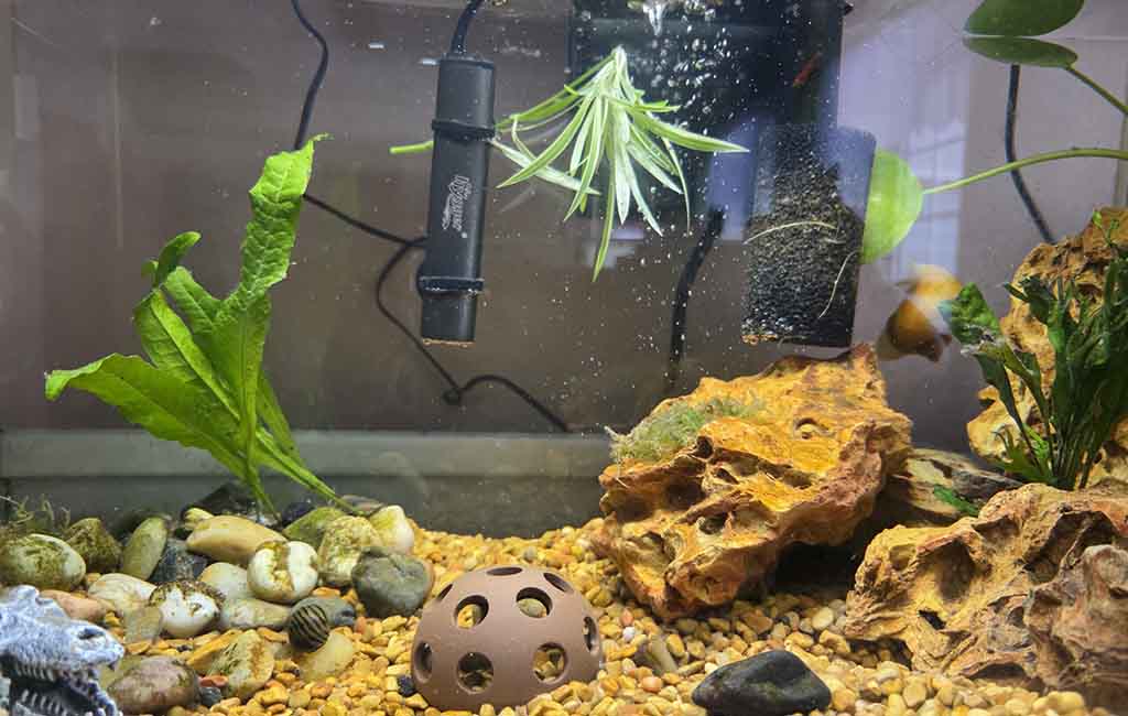 filter with a surface skimmer