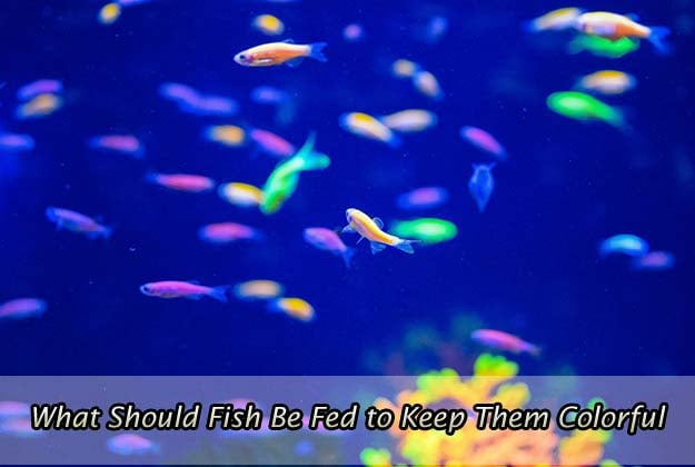 What Should Fish Be Fed to Keep Them Colorful