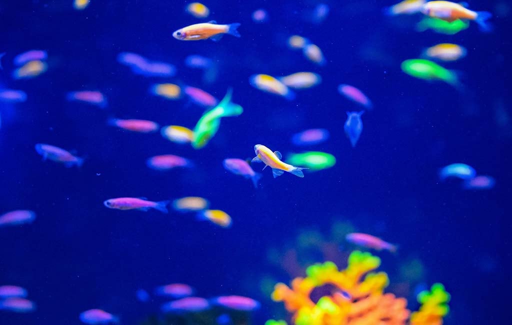 nutrients affect fish color