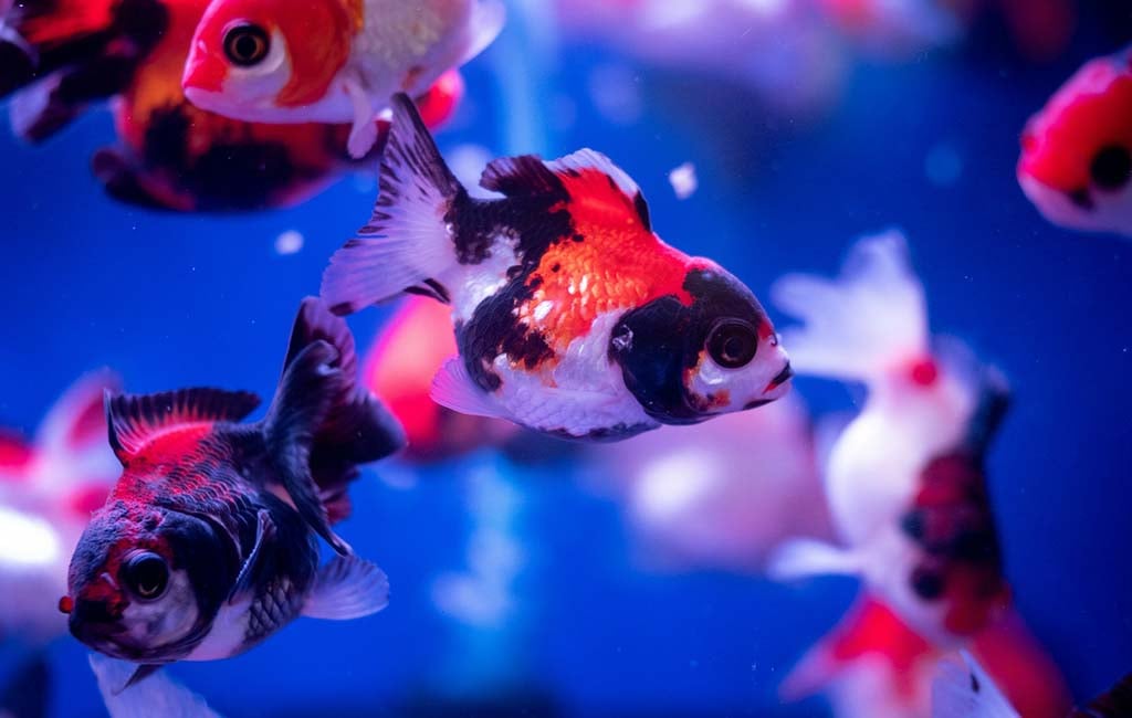 how to keep fish colorful