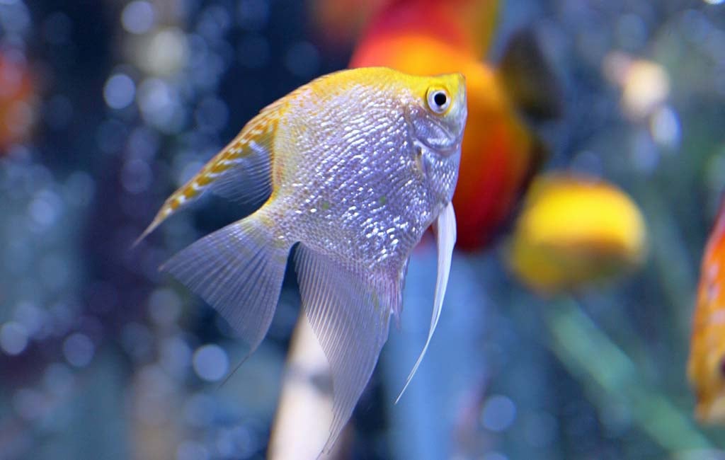nutrient requirements of ornamental fish