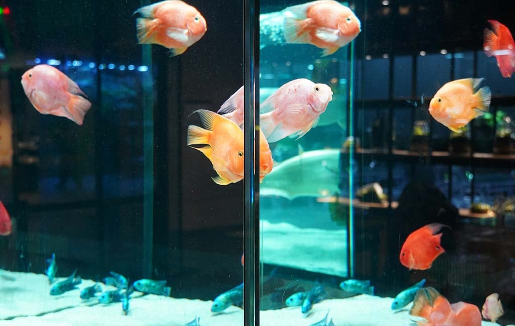 Fish food common feeds